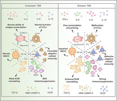 Corrigendum: Chronic Stress: Impacts on Tumor Microenvironment and Implications for Anti-Cancer Treatments